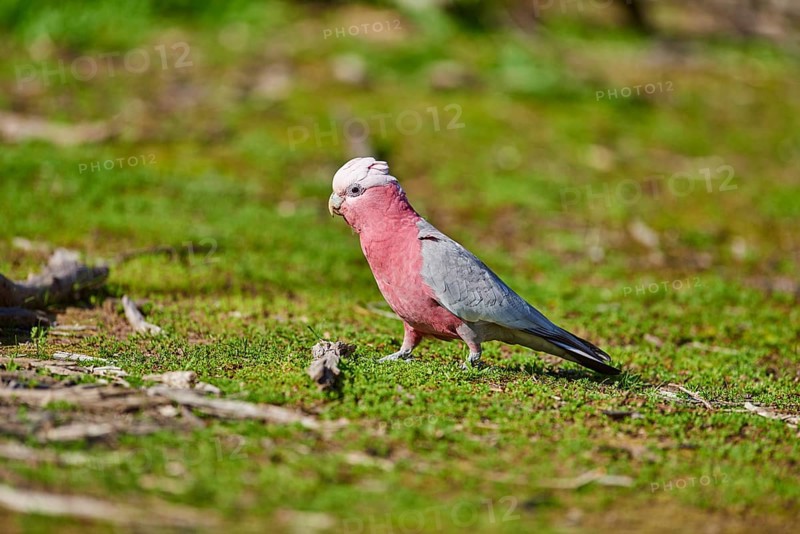 Galah (Eolophus roseicapilla) walking on meadow
