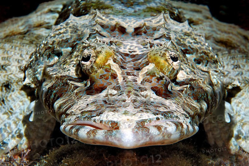 Tentacled flathead (Papilloculiceps longiceps)