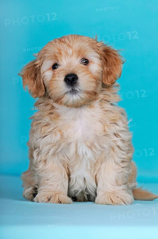 Havanese