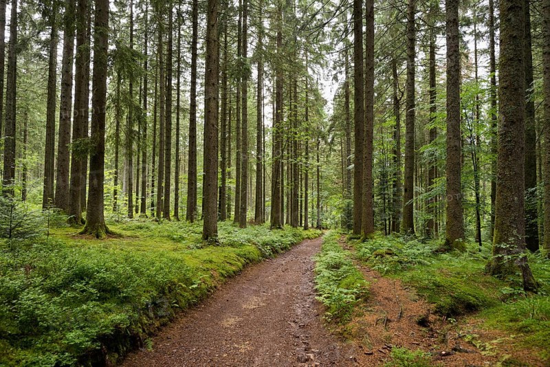 Coniferous forest in summer with moss and ferns