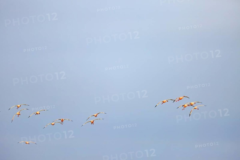 Greater flamingos (Phoenicopterus roseus) in flight