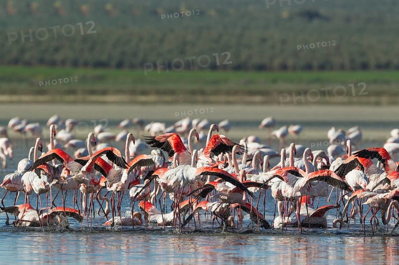 Greater Flamingos (Phoenicopterus roseus)