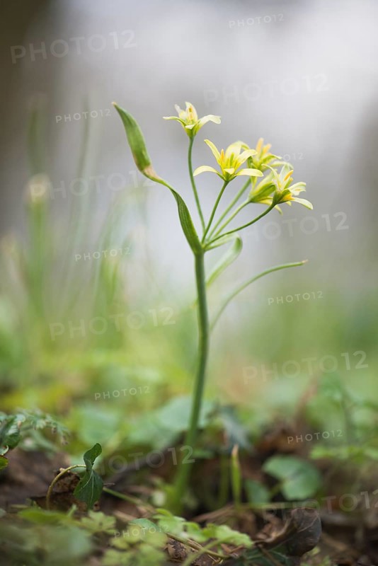 Yellow star-of-Bethlehem (Gagea lutea) in Waldboden