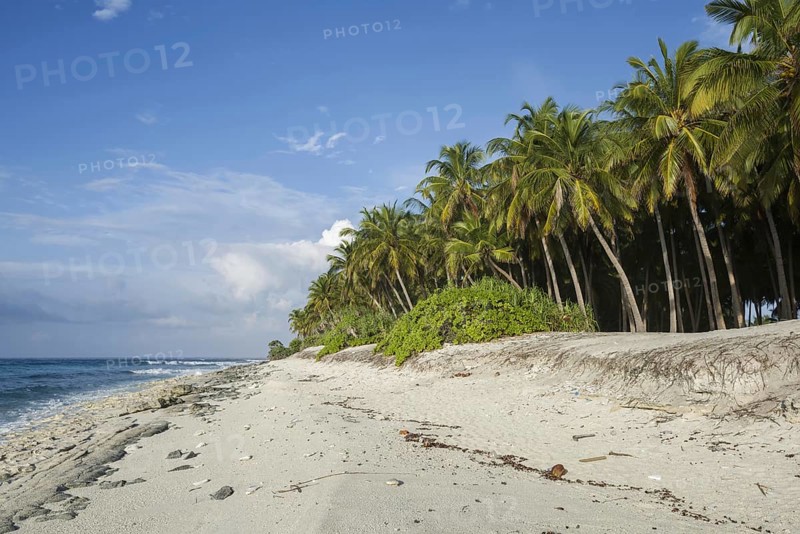 Deserted coral beach with coconut palm tree