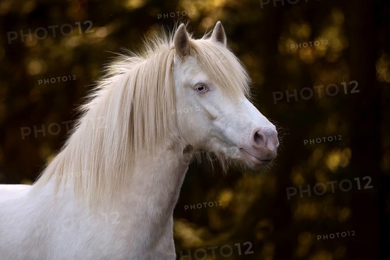 Welsh-Pony