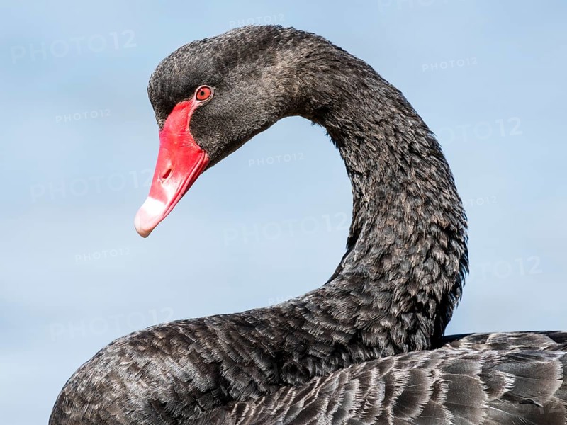 Black swan (Cygnus atratus)
