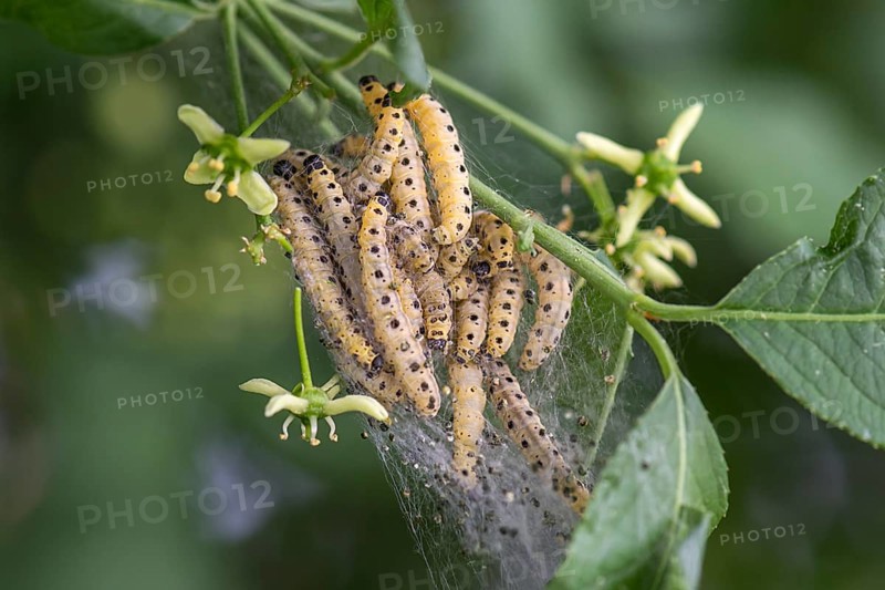 Caterpillars of Orchard Ermines (Yponomeuta padella) spun in one sheet