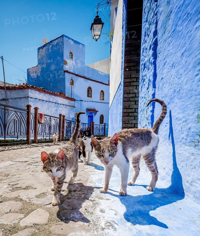 Alley with stray curious cats