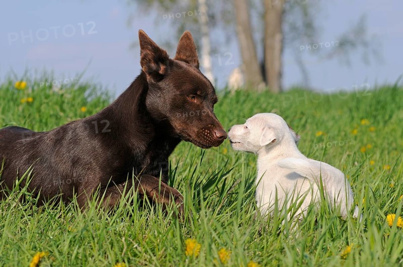 Australian Kelpie