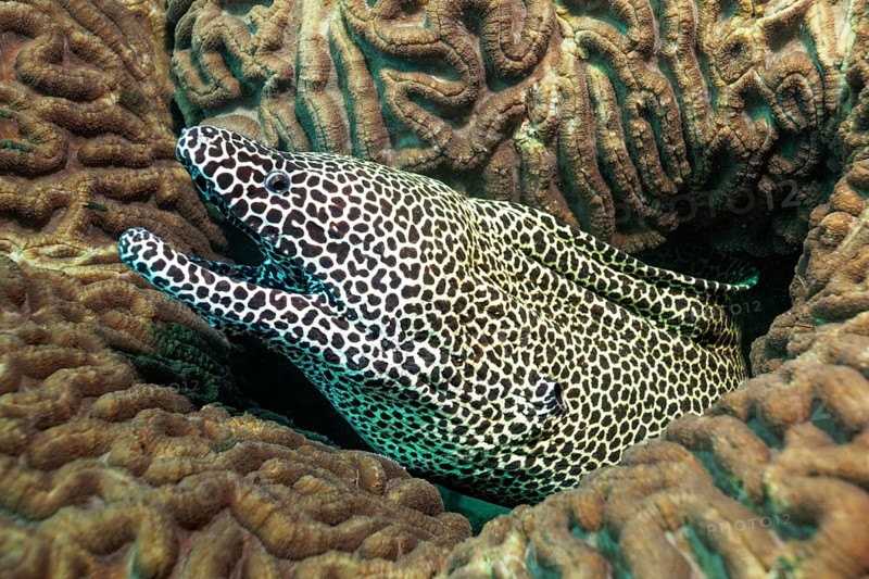 Laced moray (Gymnothorax favagineus)