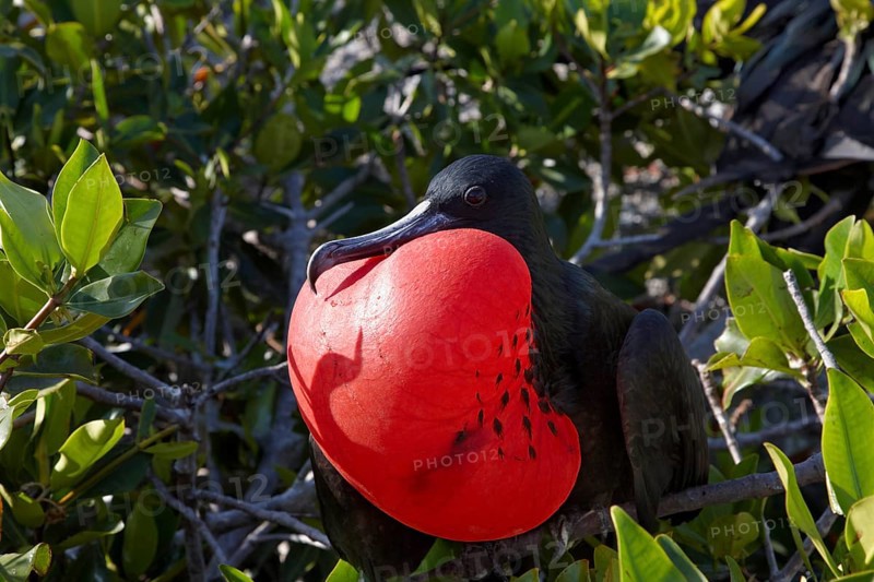 Male Great Frigatebird (Fregata minor) with inflated throat sack