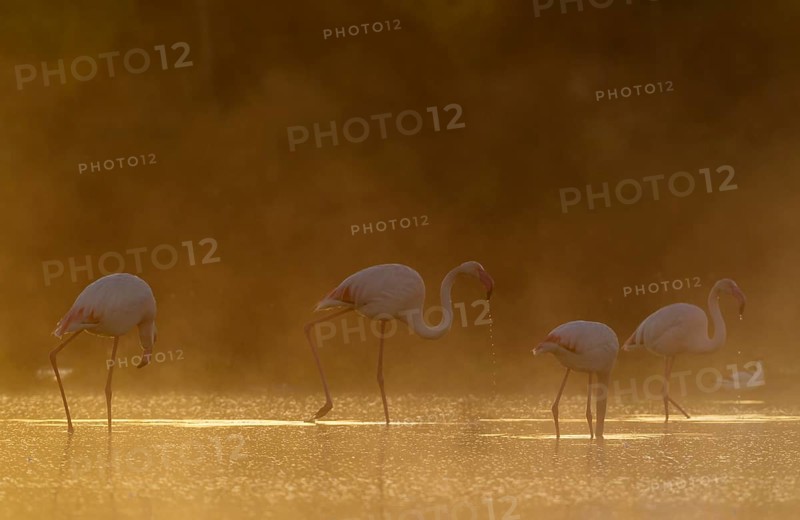 Greater Flamingo (Phoenicopterus roseus)