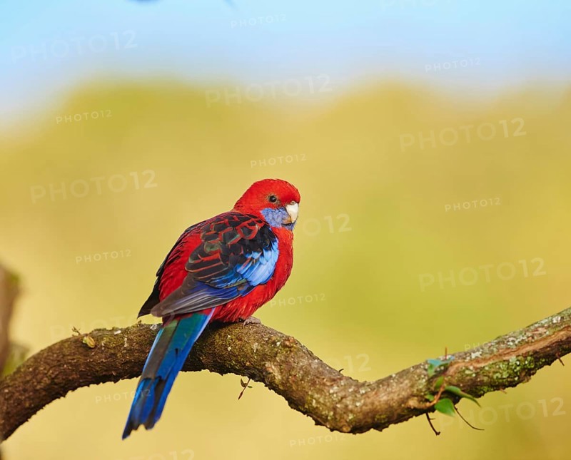 Crimson rosella (Platycercus elegans) sitting on a branch