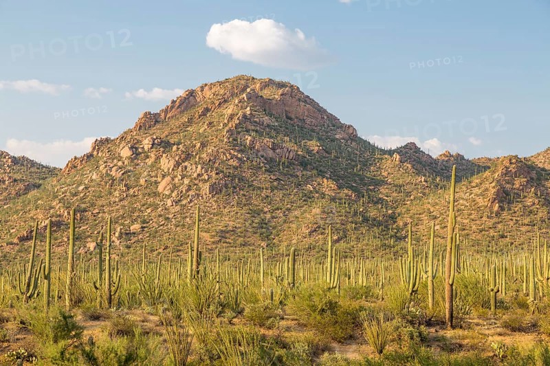 Mountainous landscape with Saguaro (Carnegiea gigantea)
