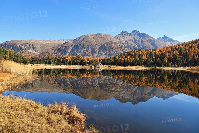 Autumnally coloured larch forest reflected in Lake Stazersee