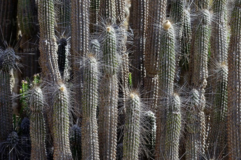 Column cactus (Eulychnia iquiquensis)