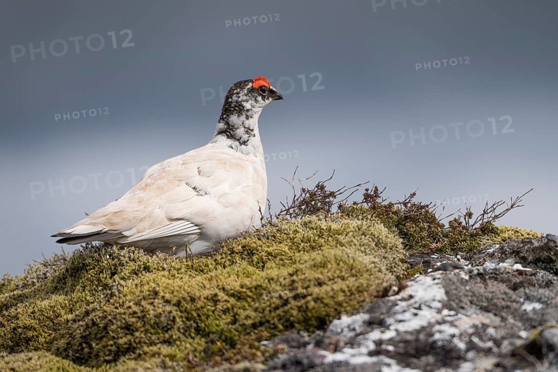 Rock Ptarmigan (Lagopus muta)