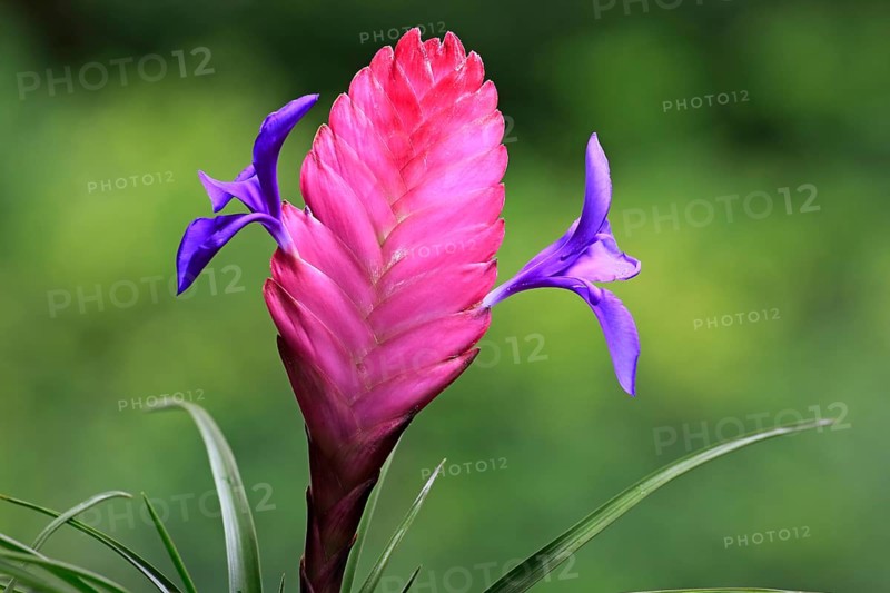 Blue tillandsia (tillandsia cyanea)