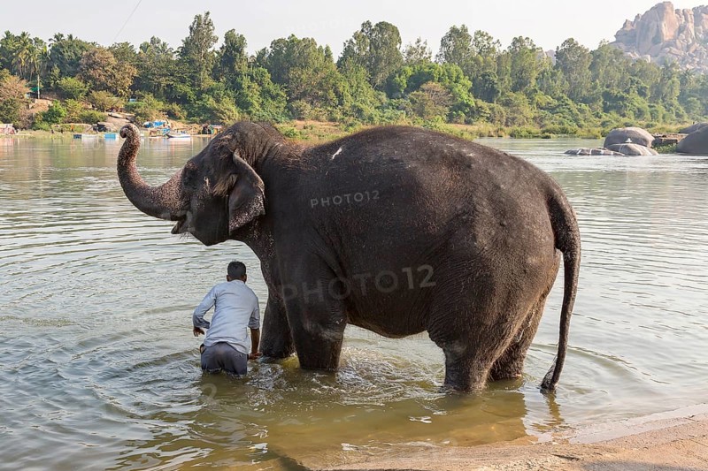 Hampi temple elephant is washed in the Tungabhadra River