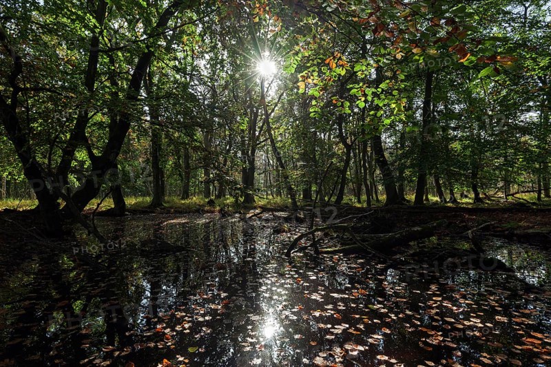 Moorland Landscape in Osterwald Forest