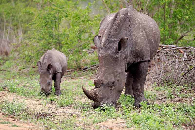 White rhinoceroses (Ceratotherium simum)