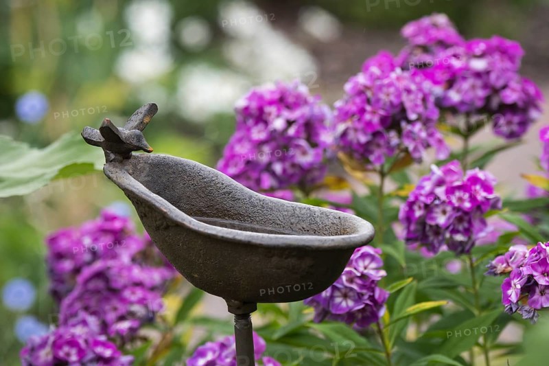 Birdbath in a garden