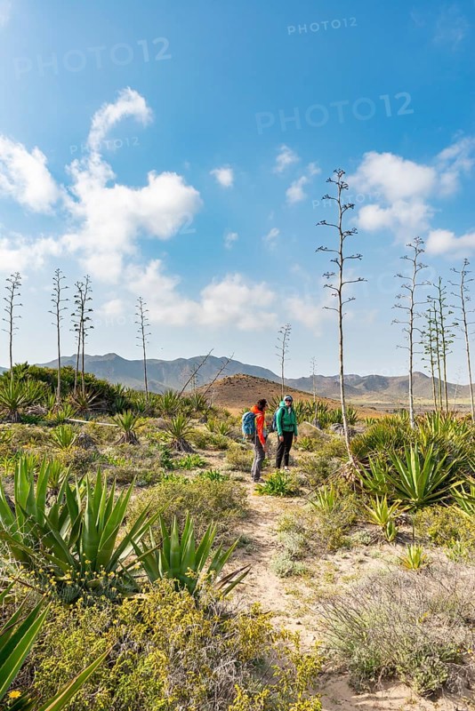 Hiker among overgrown dunes with agaves