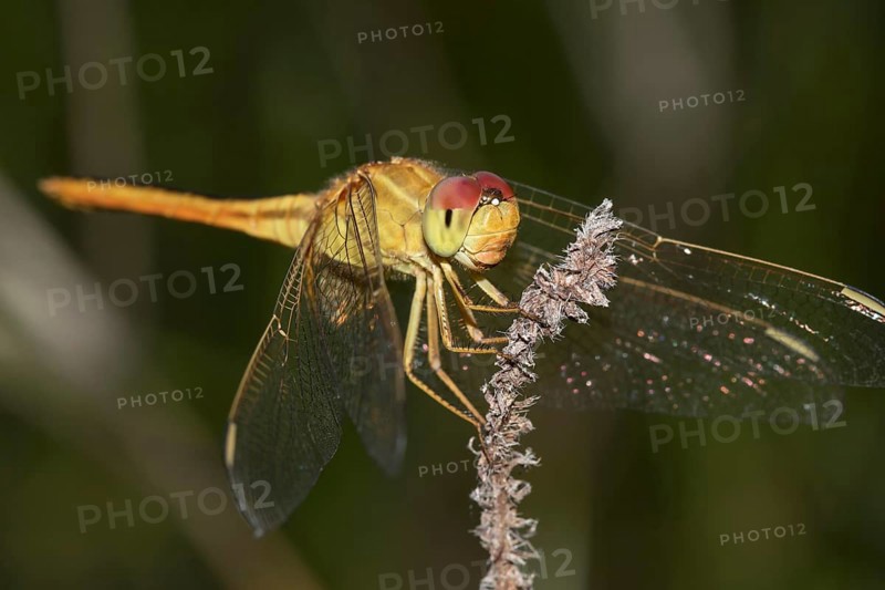 Scarlet Skimmer (Crocothemis servilia)