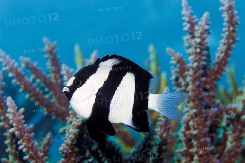 Whitetail Dascyllus (Dascyllus aruanus) off Agropora Coral (Agropora sp.)