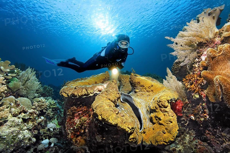 Diver viewed with lamp Giant clam (Tridacna gigas)