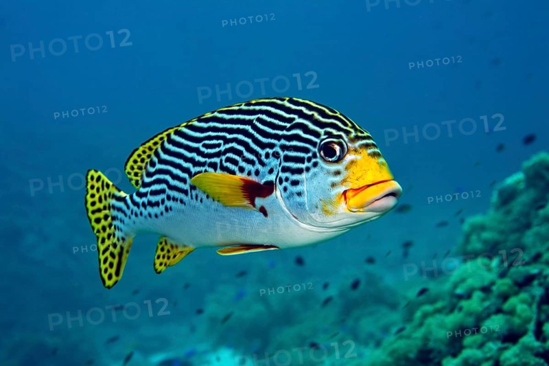 Diagonal-banded Sweetlip (Plectorhinchus lineatus)