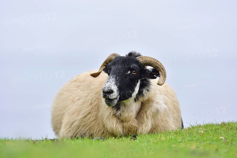Sheep of the breed Scottish Blackface liying on a pasture