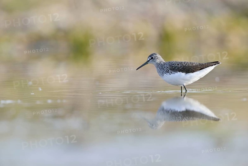 Green Sandpiper (Tringa ochropus) in the shallow water of an abandoned gravel pit