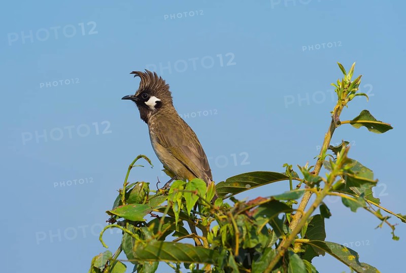 Himalayan Bulbul (Pycnonotus leucogenys) sitting on a bush