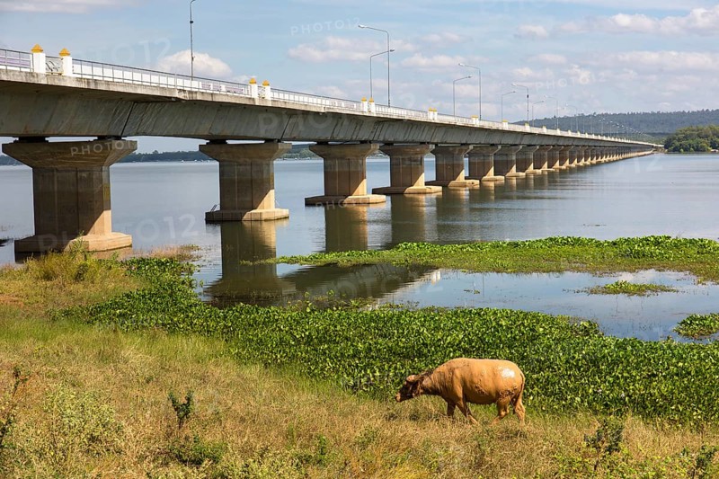 Water buffalo in front of Thepsuda Bridge over Lam Pao
