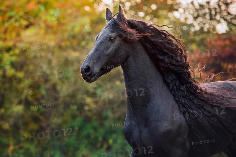 Friese (Equus)