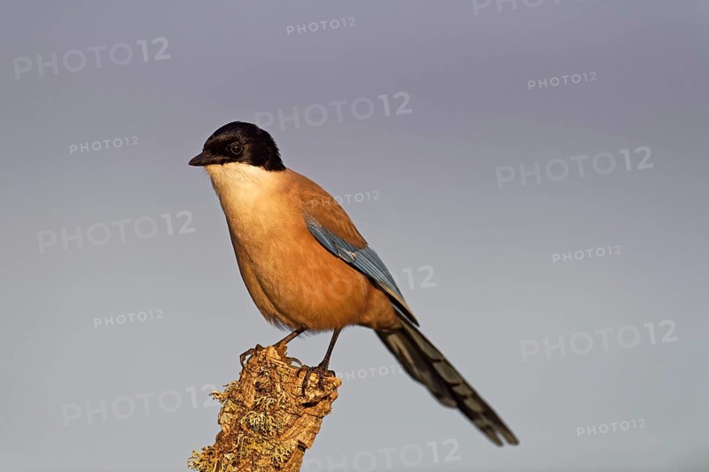 Iberian magpie (Cyanopica cooki)