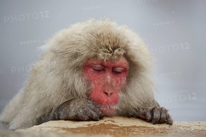 Sleeping Japanese macaque (Macaca fuscata) in the hot spring of Jigokudani Monkey Park