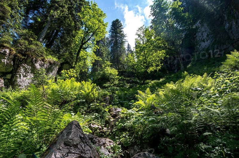 Sun shines through leaves in the forest
