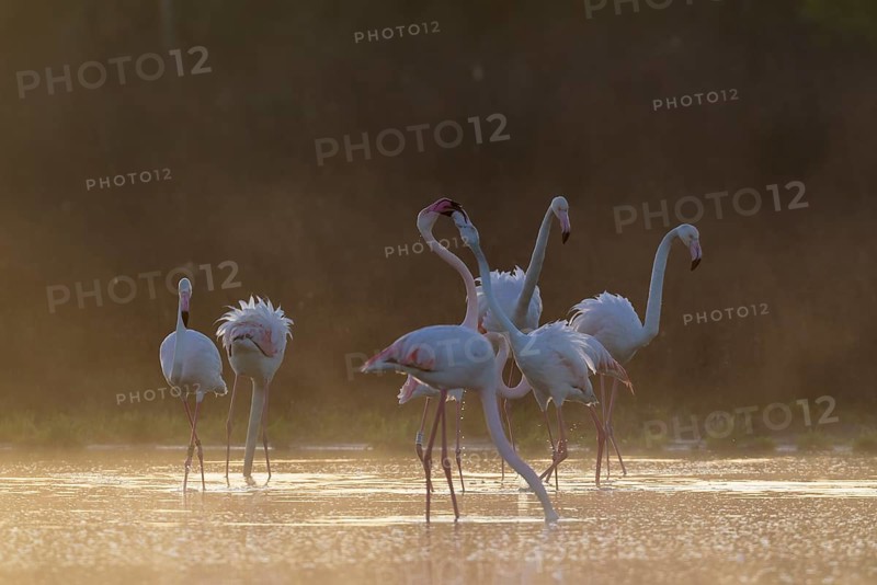 Greater Flamingo (Phoenicopterus roseus)
