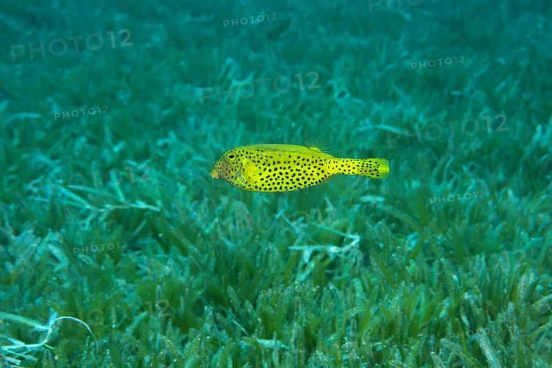 Juvenile Bluetail Trunkfish (Ostracion cyanurus) swim over sea grass