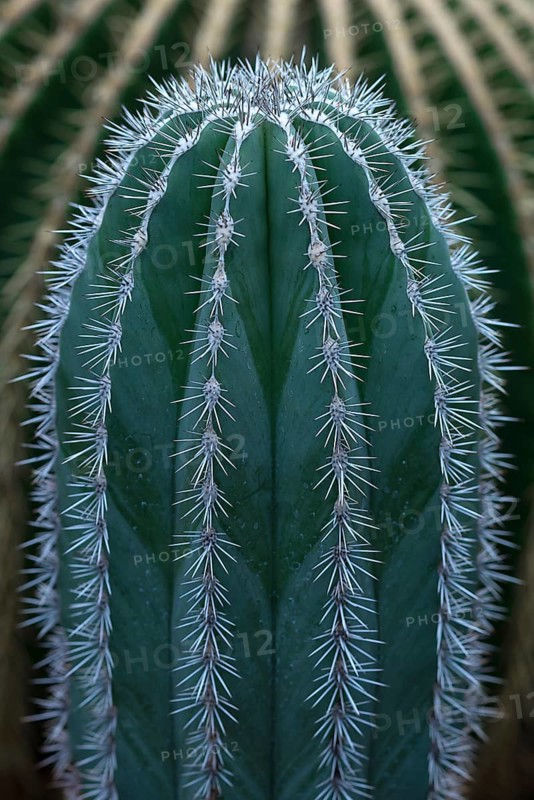 Cacti from Mexico (Pachycereus pringlei)