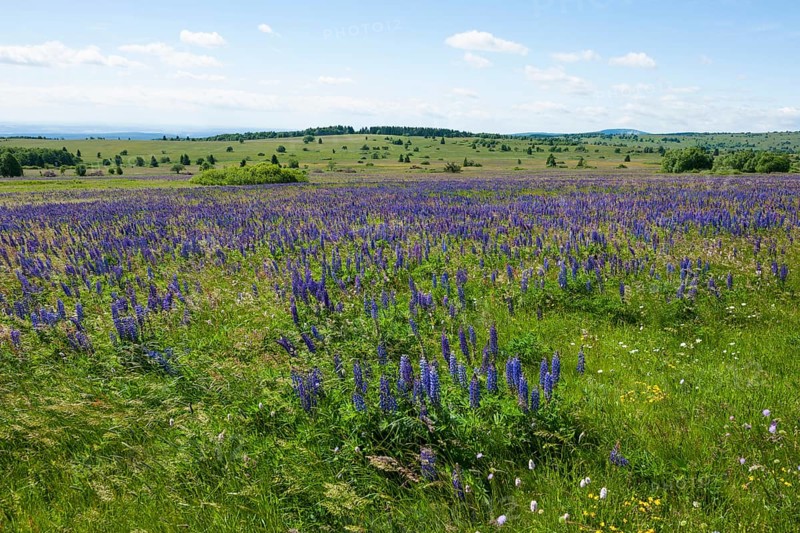 Large-leaved lupin (Lupinus polyphyllus)