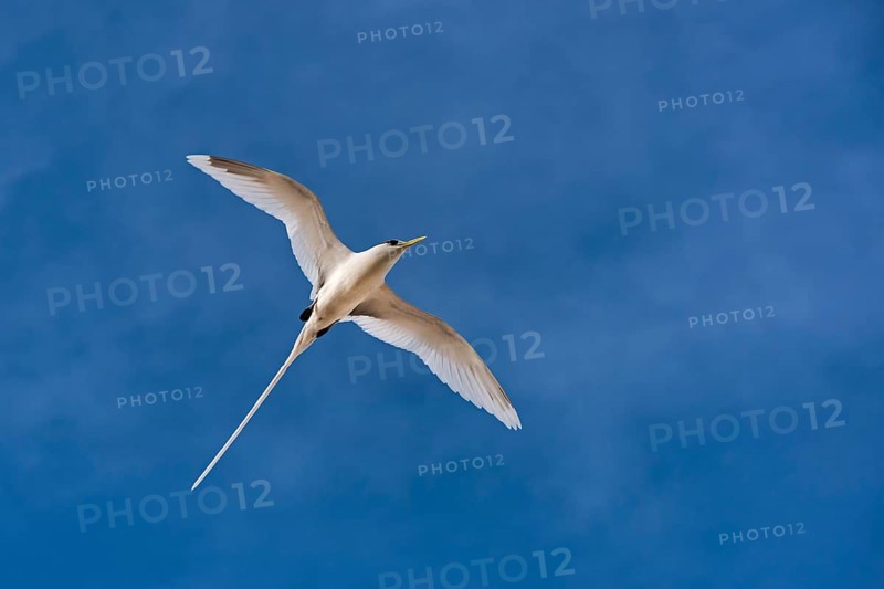 White-tailed tropicbird (Phaethon lepturus) in flight over Bird Island