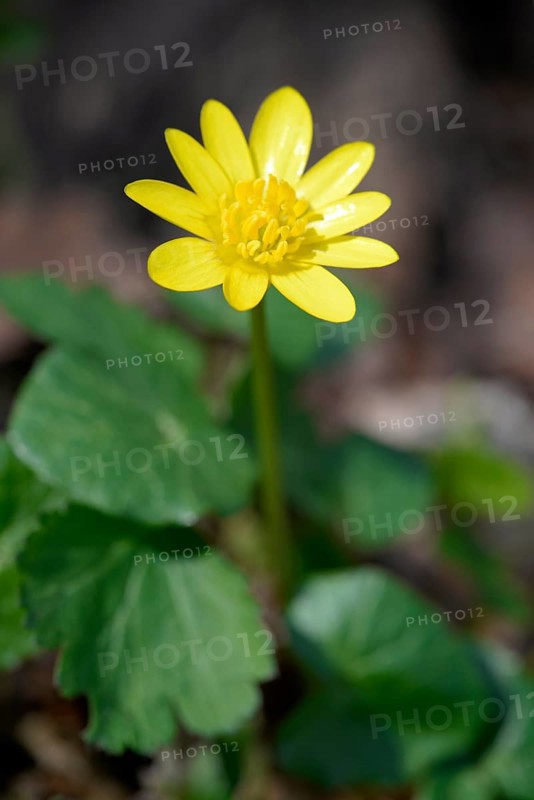 Scarlet herb (Ficaria verna)