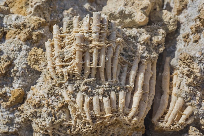 Coral fossils