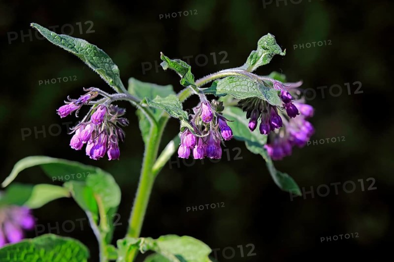 Common comfrey (Symphytum officinale)