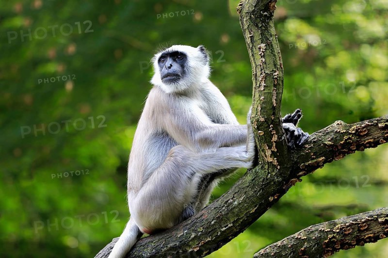 Northern plains gray langur (Semnopithecus entellus)