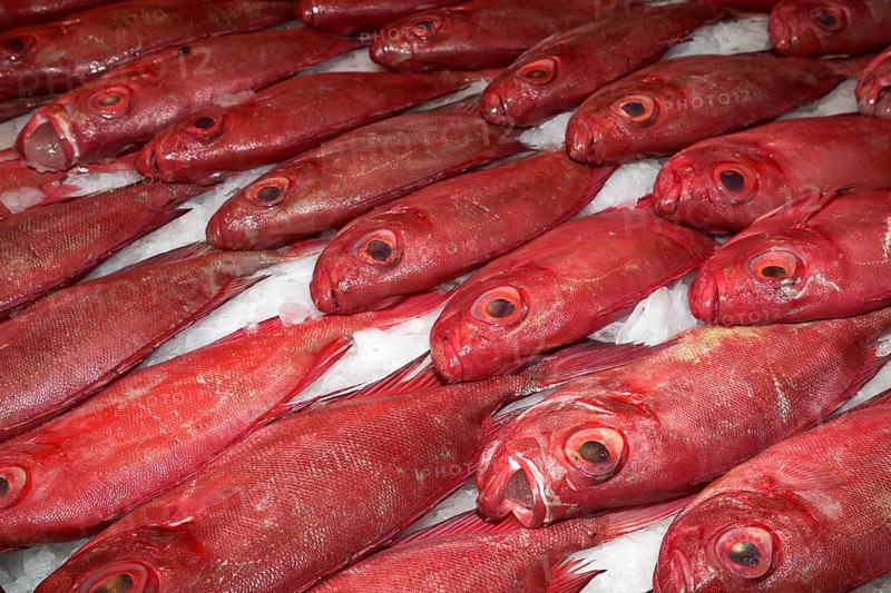 Red fish for sale