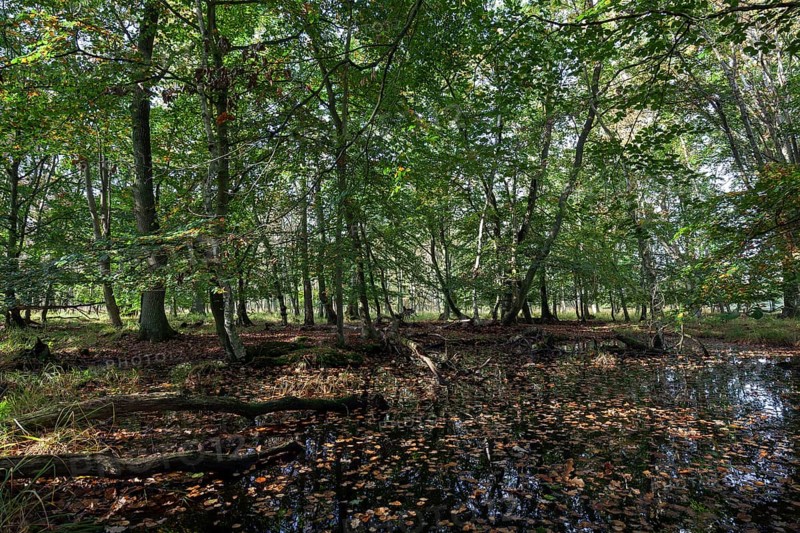 Moorlandscape in the Osterwald Forest